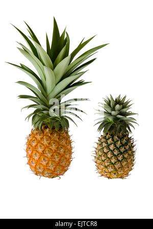 Di ananas maturo isolato su sfondo bianco. Foto Stock