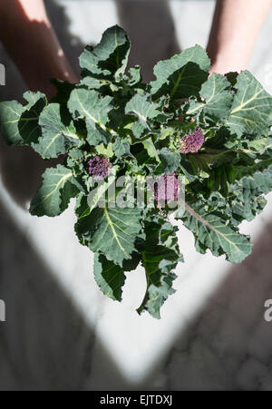 Viola la germogliazione brocolli detenute su Sfondo marmo Foto Stock