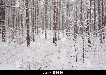 Neve coperto da alberi di pino in una zona di conservazione in East Gwillimbury, Ontario, Canada. Foto Stock