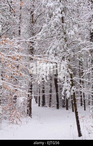 Una coperta di neve percorso attraverso una foresta di pini in East Gwillimbury, Ontario, Canada. Foto Stock