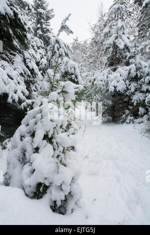 Una coperta di neve percorso attraverso una foresta di pini in East Gwillimbury, Ontario, Canada. Foto Stock