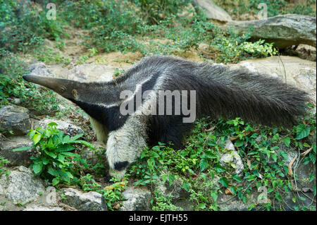 Anteater gigante, Myrmecophaga tridactyla, Suriname, Sud America Foto Stock