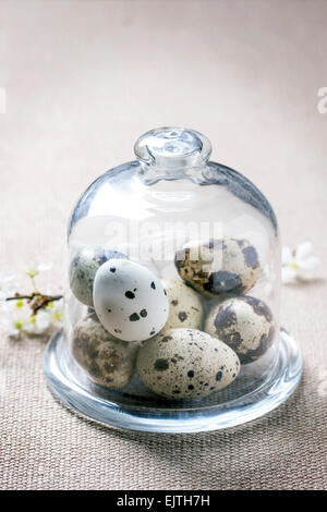 Uova di quaglia in vetro e blossom ramo come decorazione di Pasqua sulla tovaglia marrone Foto Stock