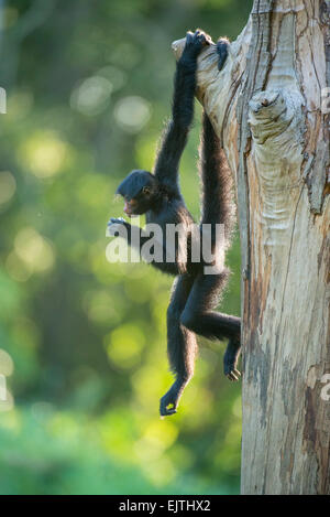 Black spider monkey, Ateles paniscus, Suriname, Sud America Foto Stock