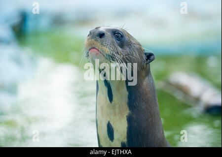 Lontra Gigante, Pteronura brasiliensis, Suriname, Sud America Foto Stock