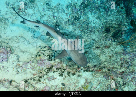 Triaenodon obesus, Whitetip reef shark, Hafsha Thila, atollo di Ari, Maldive, Oceano Indiano Foto Stock