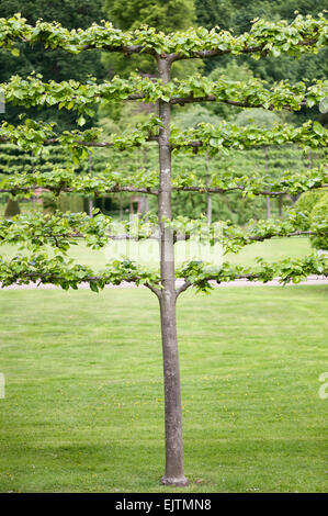 Erddig Hall gardens, Wrexham, Wales, Regno Unito. Un viale di pleached tigli (Tilia) nella restaurata giardino Foto Stock