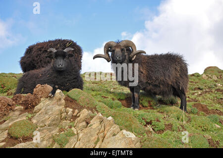 Pecore delle Ebridi, noto come una razza rustica questo animale vive sulla costa selvaggia del punto larghi a Croyde, North Devon, in Inghilterra. Foto Stock