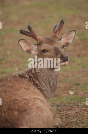 Un cervo giapponese (Nihon Shika o Shika Deer) guarda indietro al la fotocamera al parco dei daini di Nara, Giappone. Foto Stock