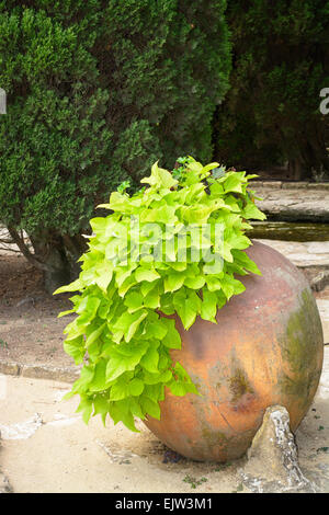 Antico e grande pentola di creta a Balchik Giardino Botanico, Bulgaria Foto Stock