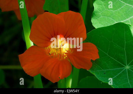 Giardino nasturtium / Indian cress / monaci crescione (Tropaeolum majus) in fiore, originario del Sud America Foto Stock