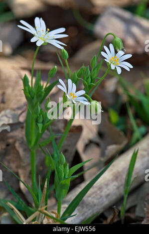 Maggiore stitchwort / addersmeat (Stellaria holostea) in fiore Foto Stock