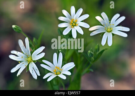 Maggiore stitchwort / addersmeat (Stellaria holostea) in fiore Foto Stock