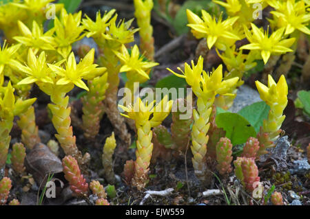 Wallpepper / mordere stonecrop / goldmoss stonecrop (Sedum acre) in fiore Foto Stock