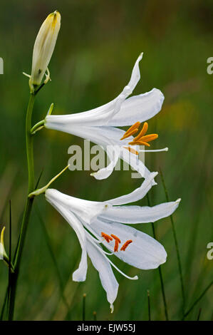 San Bruno di lily (Paradisaea liliastrum) in fiore Foto Stock