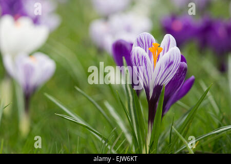 La molla Crocus prato di RHS Wisley Gardens. Wisley, Surrey, Regno Unito Foto Stock