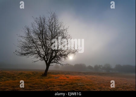 Close up lonely albero nero impostato in primo piano autunno campo colorato nella foschia mattutina nebbia illuminata da luce solare debole Foto Stock