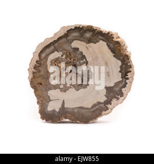 Vista frontale di una fetta di legno pietrificato trovata in Madagascar. Isolato su uno sfondo bianco. Foto Stock