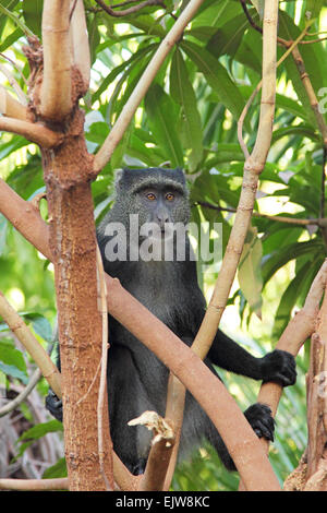 Un diademed blue monkey, Cercopithecus mitis, su un albero in Lake Manyara National Park, Tanzania. Questo primate può essere trovato da t Foto Stock