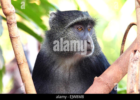 Ritratto di un blu diademed scimmia, Cercopithecus mitis, tra la vegetazione. Il nome è quello di dare da poco i capelli sulla sua faccia un Foto Stock