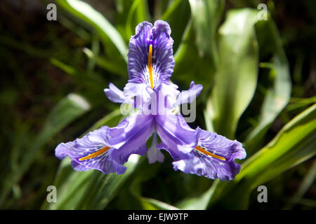 Iris Viola flower bloom, trovata su un impianto crescente selvatici. Iris planifolia Foto Stock