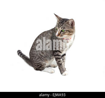 Giovani gatto con gli occhi verdi, separate su bianco. Foto Stock