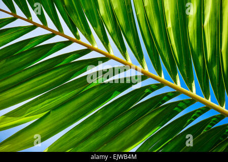 Stati Uniti d'America, Florida, Palm Beach, la luce del sole in foglia di palma Foto Stock