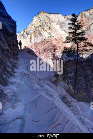 Femmina solitario escursionista salite salite Hidden Canyon Trail nel Parco Nazionale di Zion con il tempio di Sinawava in background. Foto Stock