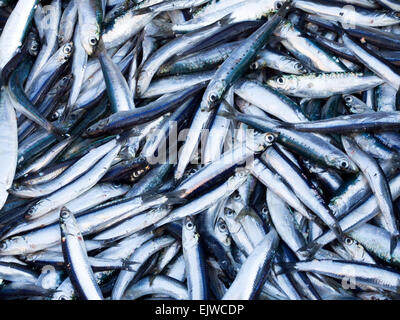 Il pescato di sardine e di acciughe sul mercato, sparare da sopra Foto Stock