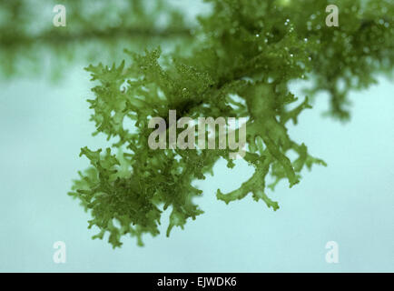 Spugna di stagno - Spongilla lacustris Foto Stock