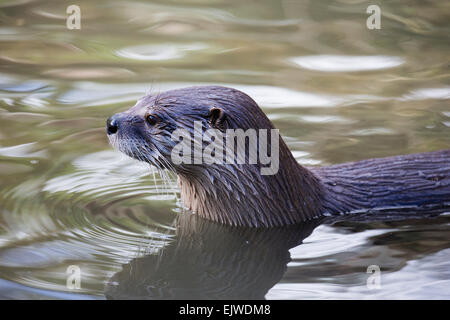 Due Nord America Lontra di fiume vivono in un contenitore grande in castagno Conservation Centre in cappella en le Frith, Derbyshire Foto Stock