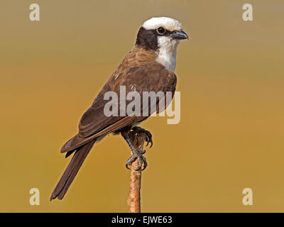 Northern bianco-crowned shrike appollaiato Foto Stock