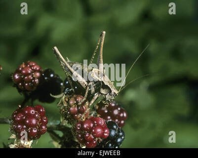 Dark Bush Cricket - Pholidoptera griseoaptera Foto Stock