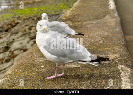 Due gabbiani reali (gabbiani) arroccato sulla parete del porto Foto Stock