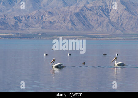 American pellicani bianchi in Salton Sea nella California del Sud Foto Stock