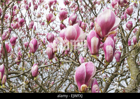 Fiori in fiore di magnolia Foto Stock