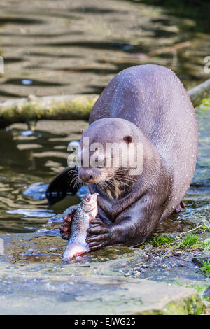 Sud America Lontra Gigante a Chestnut Wildlife Conservation Centre in cappella en le Frith, Derbyshire Foto Stock