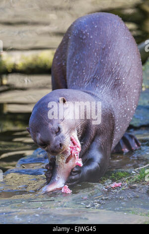 Sud America Lontra Gigante a Chestnut Wildlife Conservation Centre in cappella en le Frith, Derbyshire Foto Stock