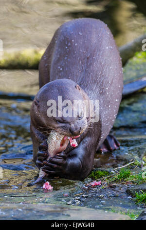 Sud America Lontra Gigante a Chestnut Wildlife Conservation Centre in cappella en le Frith, Derbyshire Foto Stock