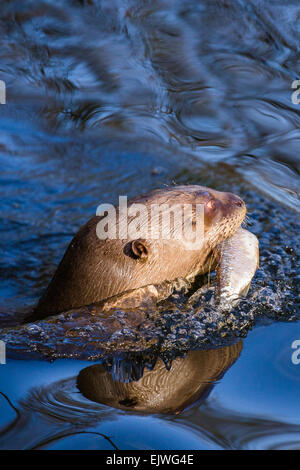 Sud America Lontra Gigante a Chestnut Wildlife Conservation Centre in cappella en le Frith, Derbyshire Foto Stock