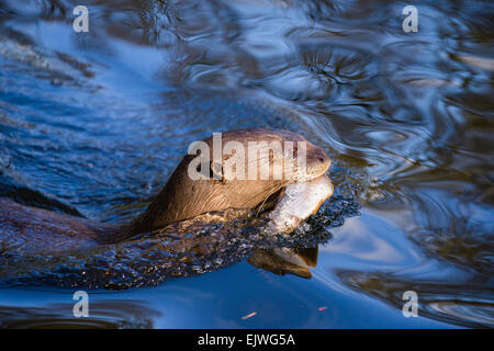 Sud America Lontra Gigante a Chestnut Wildlife Conservation Centre in cappella en le Frith, Derbyshire Foto Stock