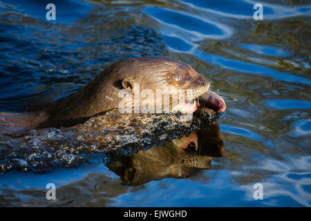 Sud America Lontra Gigante a Chestnut Wildlife Conservation Centre in cappella en le Frith, Derbyshire Foto Stock