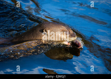 Sud America Lontra Gigante a Chestnut Wildlife Conservation Centre in cappella en le Frith, Derbyshire Foto Stock