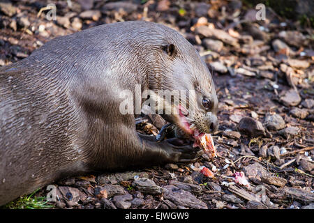 Sud America Lontra Gigante a Chestnut Wildlife Conservation Centre in cappella en le Frith, Derbyshire Foto Stock