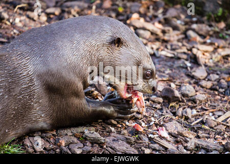 Sud America Lontra Gigante a Chestnut Wildlife Conservation Centre in cappella en le Frith, Derbyshire Foto Stock