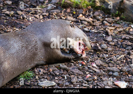 Sud America Lontra Gigante a Chestnut Wildlife Conservation Centre in cappella en le Frith, Derbyshire Foto Stock