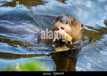 Sud America Lontra Gigante a Chestnut Wildlife Conservation Centre in cappella en le Frith, Derbyshire Foto Stock