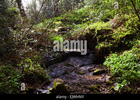 Un flusso in esecuzione attraverso la nativa della foresta britannica con tappeti di aglio selvatico sulle rive. Foto Stock