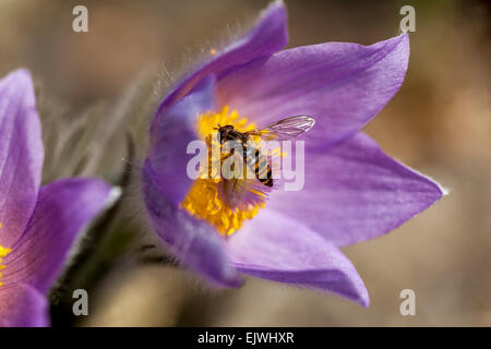 Fiore di Pasque, Pulsatilla vulgaris primo piano hoverfly in fiore rosa marzo, insetto su fiore all'inizio della primavera Foto Stock