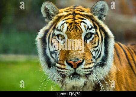 La grande tigre del Bengala ringhia nel giardino zoologico di Cordoba, Spagna Foto Stock